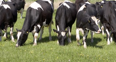 Hvordan beregner man CO2-udledning på mælk?