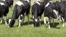 Hvordan beregner man co2e-udledning på mælk?