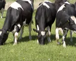 Hvordan beregner man CO2e-udledning på mælk?