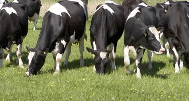 Hvordan beregner man CO2e-udledning på mælk?