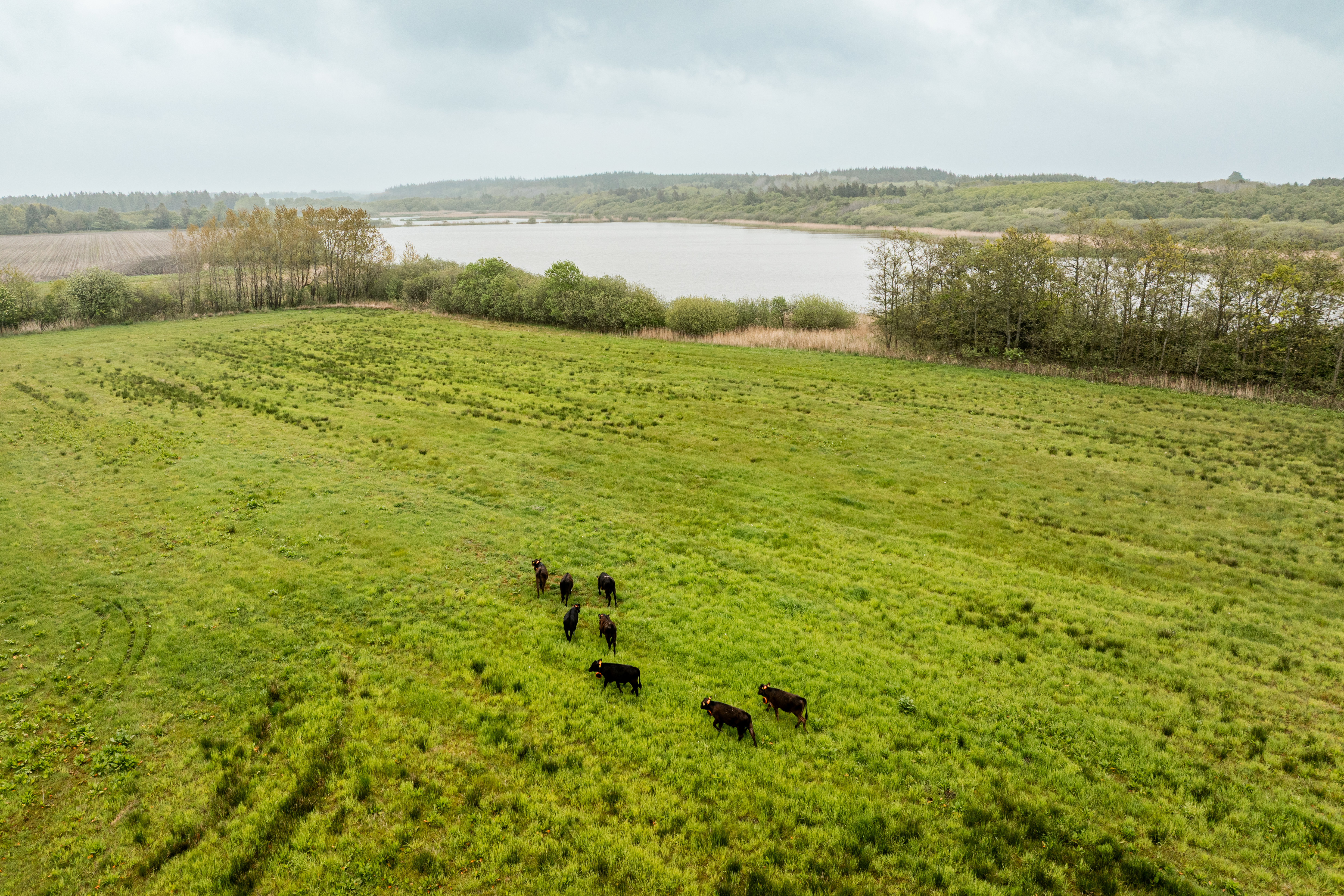Otte kvæg blev onsdag 20. maj lukket ud på et lavbundsjordsområde ved Tværmosen i Vestjylland.