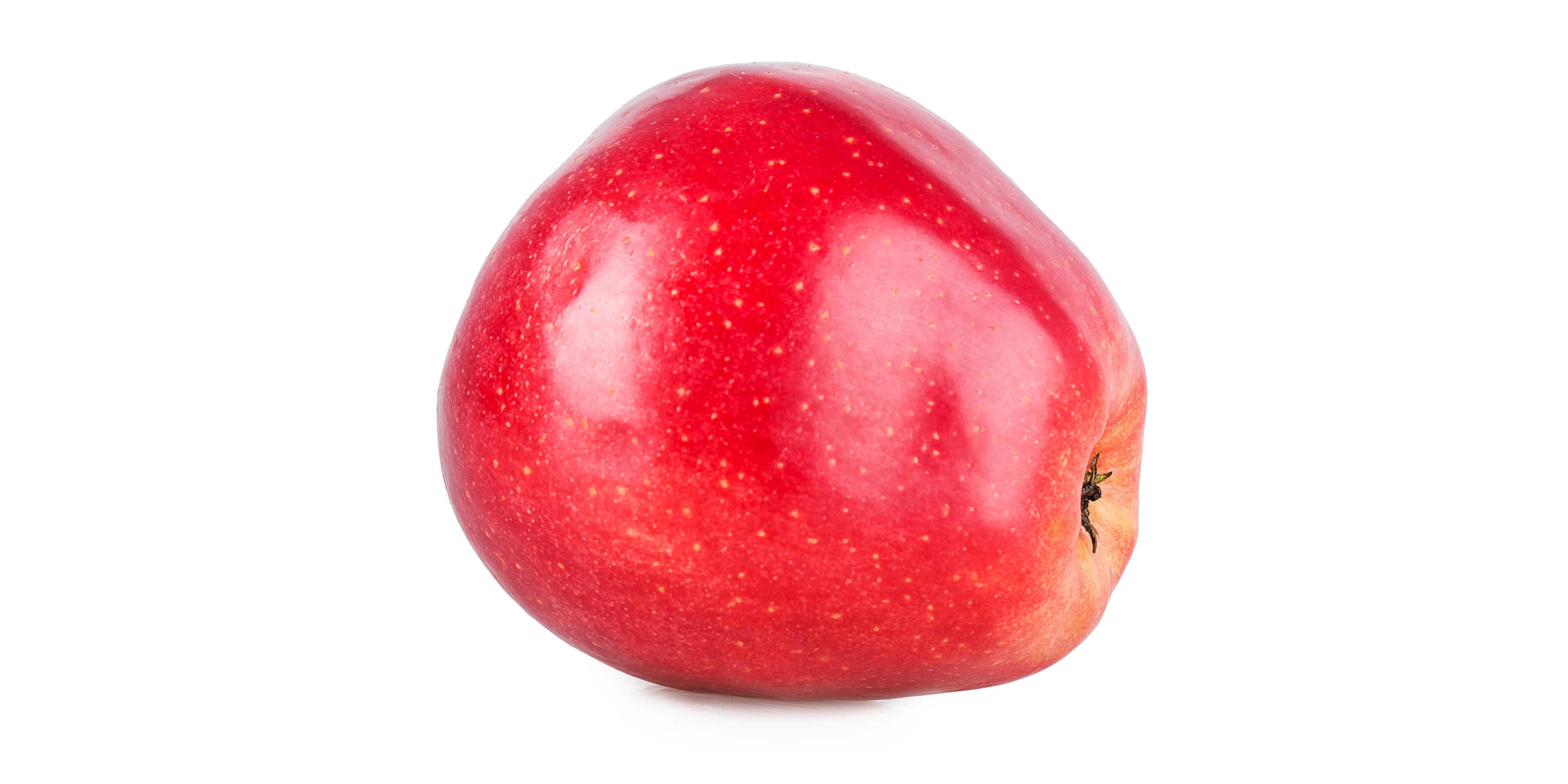 Gloster æble