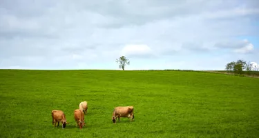 Køer på græs