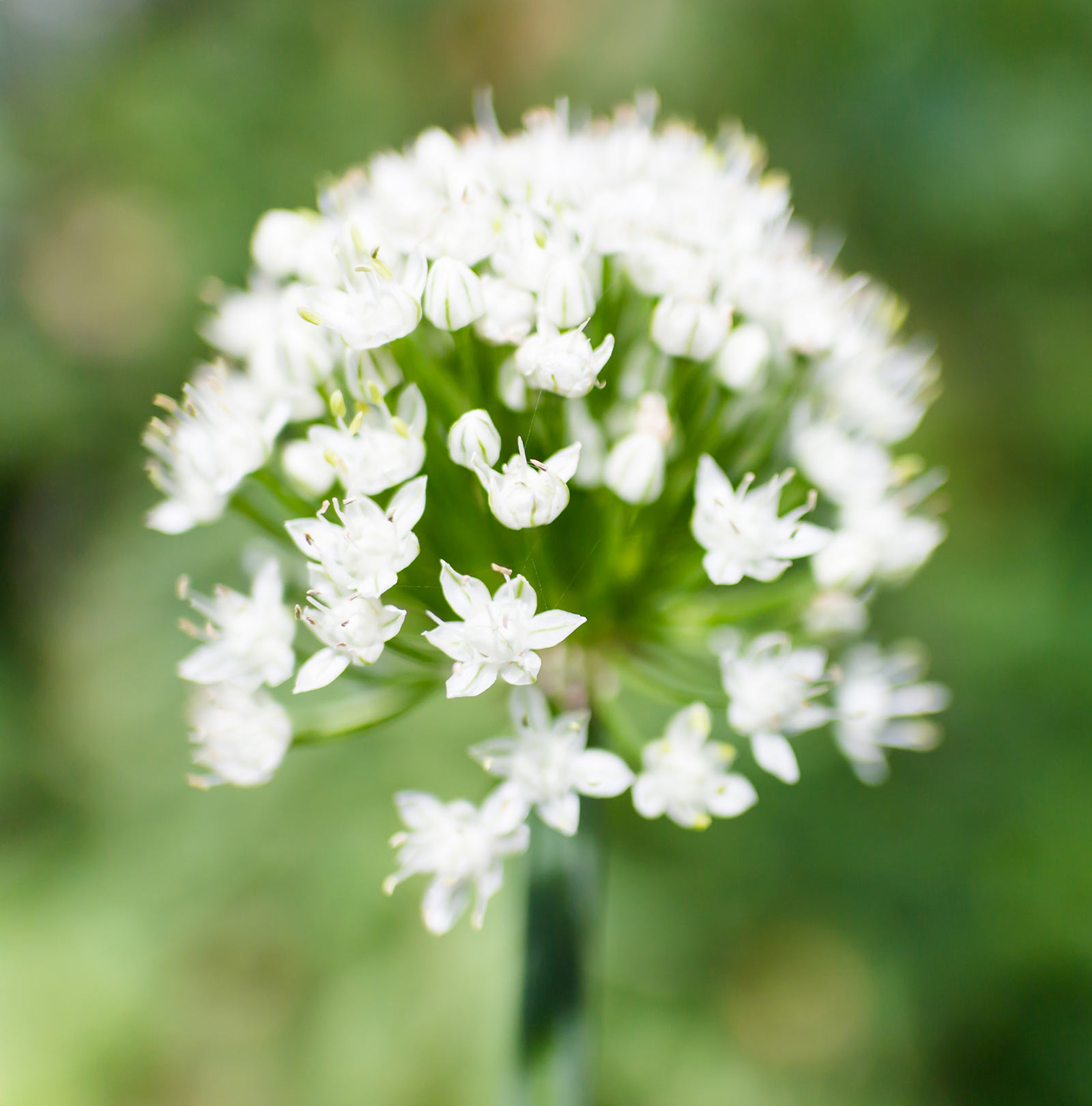 Løgblomst