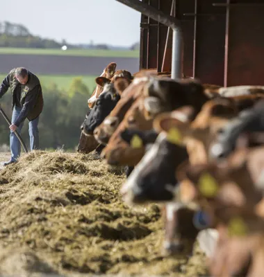 Nyt omfattende pilotprojekt med Arla og DSM vil reducere drivhusgasser fra malkekøer med 30 procent