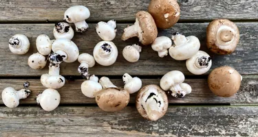 Brun champignon