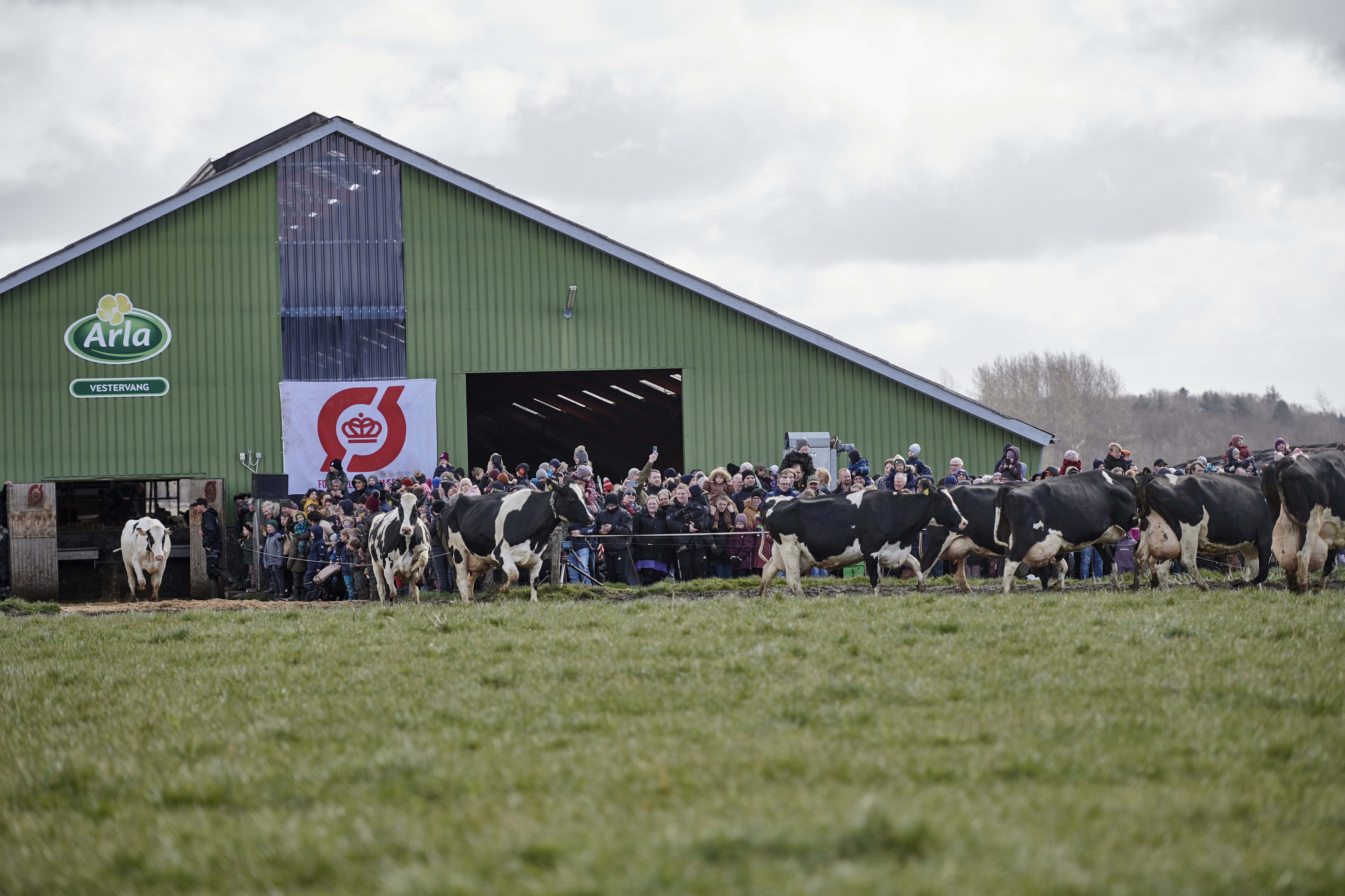 Køerne står klar til årets første tur på græs