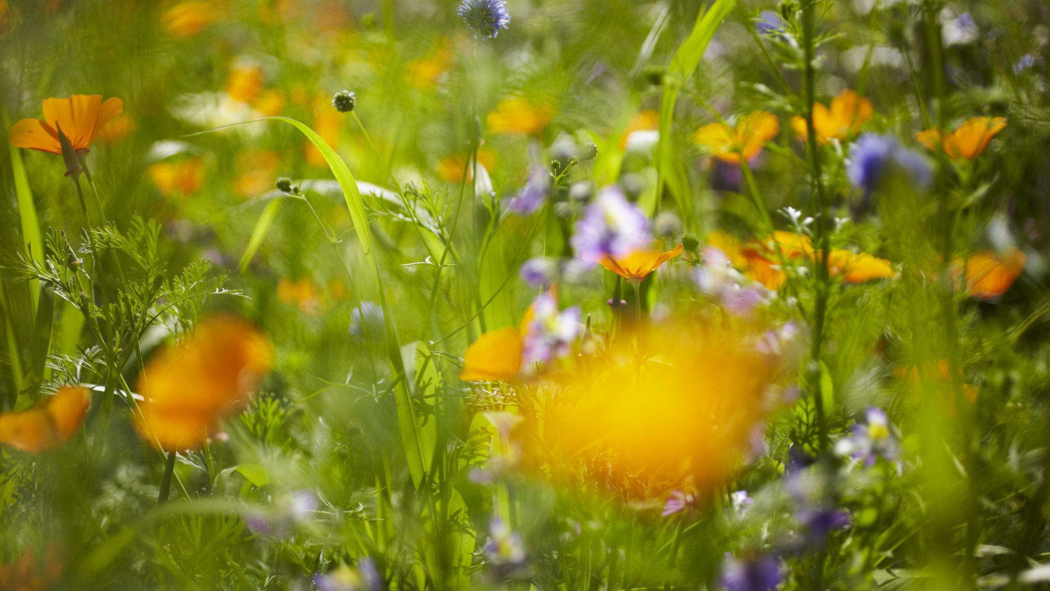 Spiselige blomster