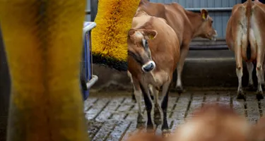 6 ting der er vigtige for koens trivsel