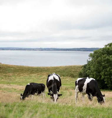 Fremtidens bæredygtige mælkeproduktion