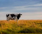 På Arlas pilotgårde tester vi nye løsninger med fokus på klimaet