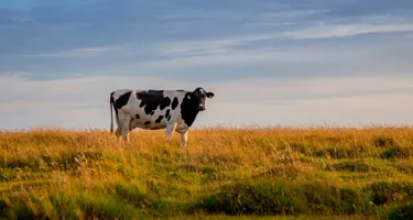 På Arlas pilotgårde tester vi nye løsninger med fokus på klimaet