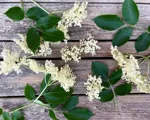 Hyldeblomst