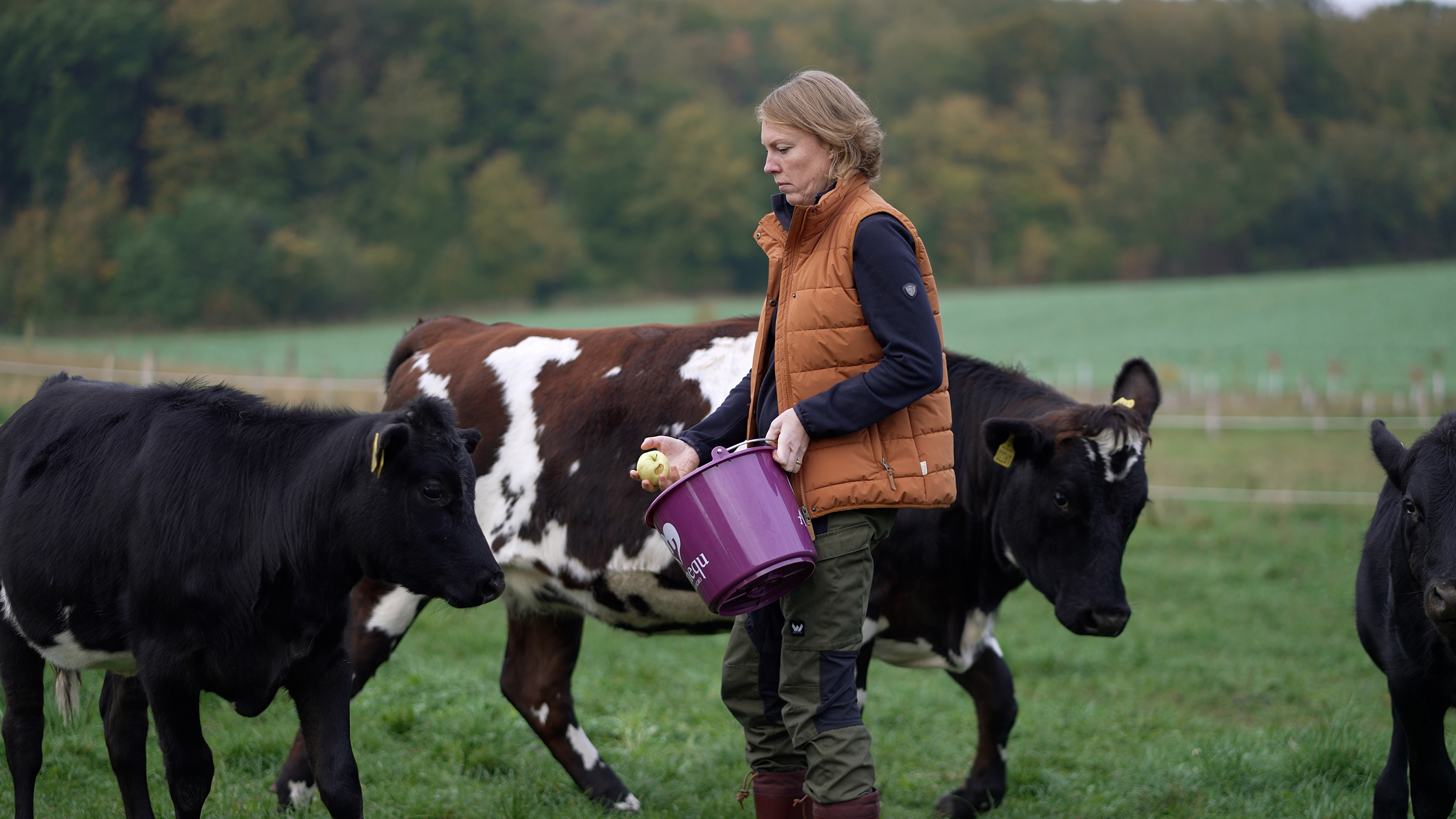 Henriette fodrer køer