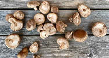 Shiitake