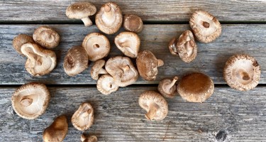 Shiitake