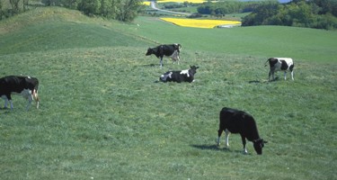 Økologiske oste
