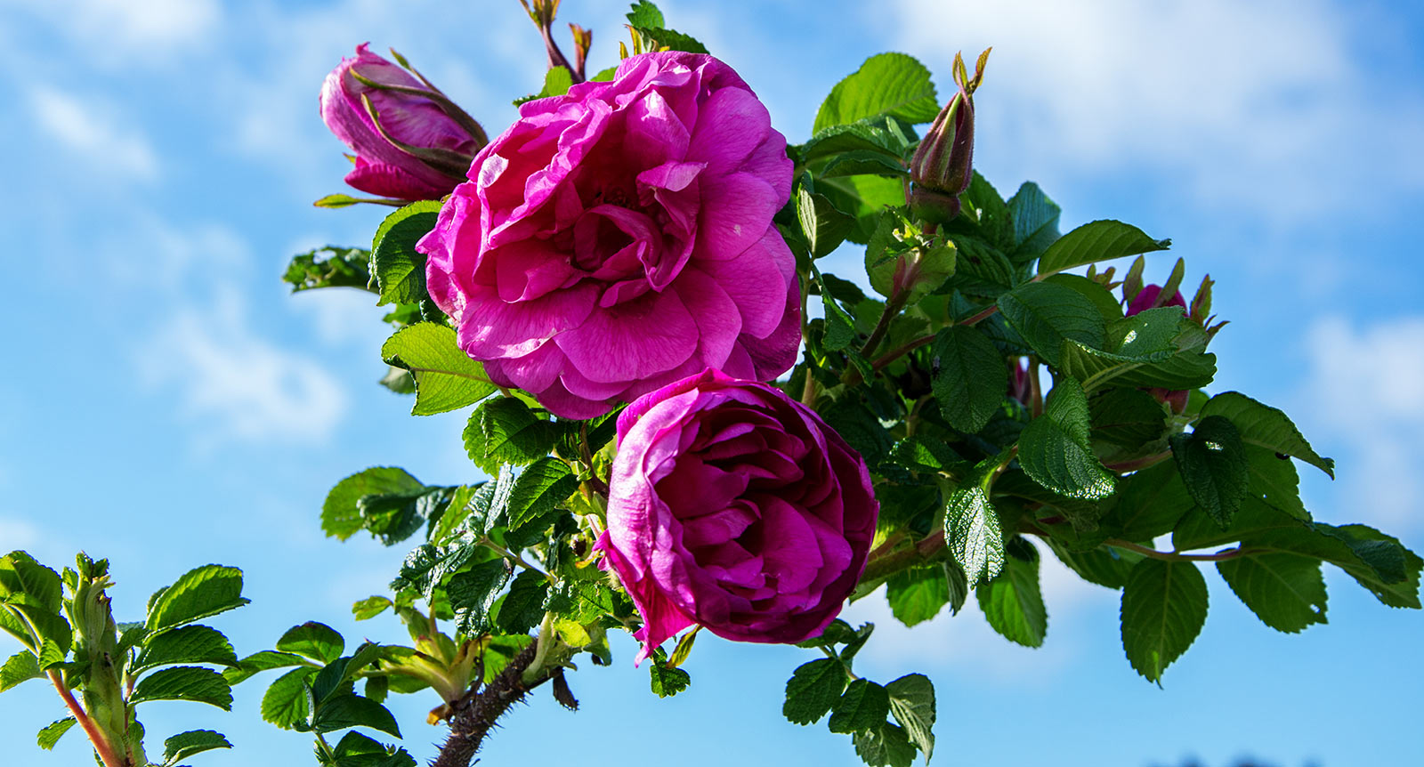 Hybenrose