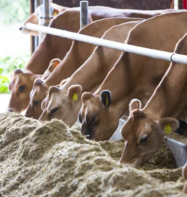 Arla-landmænd får økonomisk incitament til at bruge GMO-frit foder