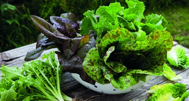 Salater - grønne og røde