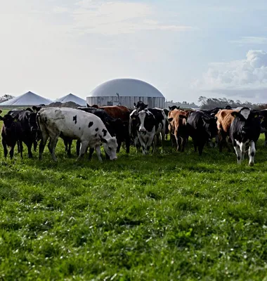 CSR-rapport: Arla styrker indsatser på bæredygtighed