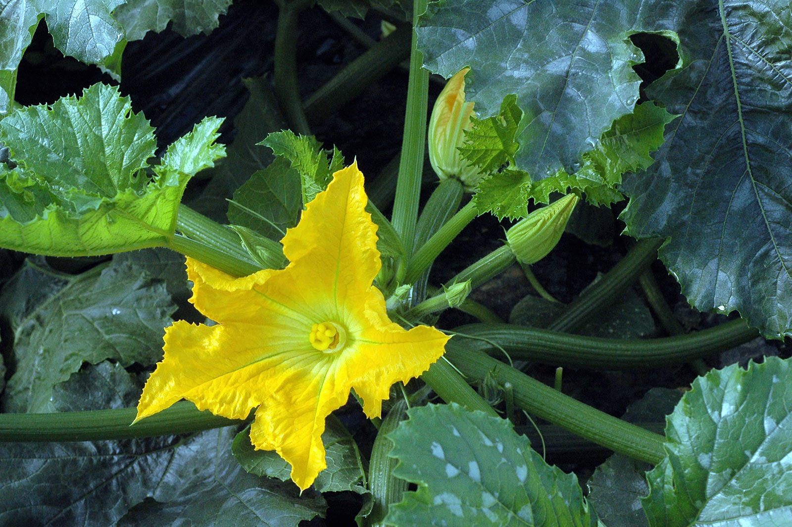 Courgetteblomst