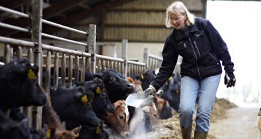 Hvad er dyrevelfærd - i mælkeproduktionen?