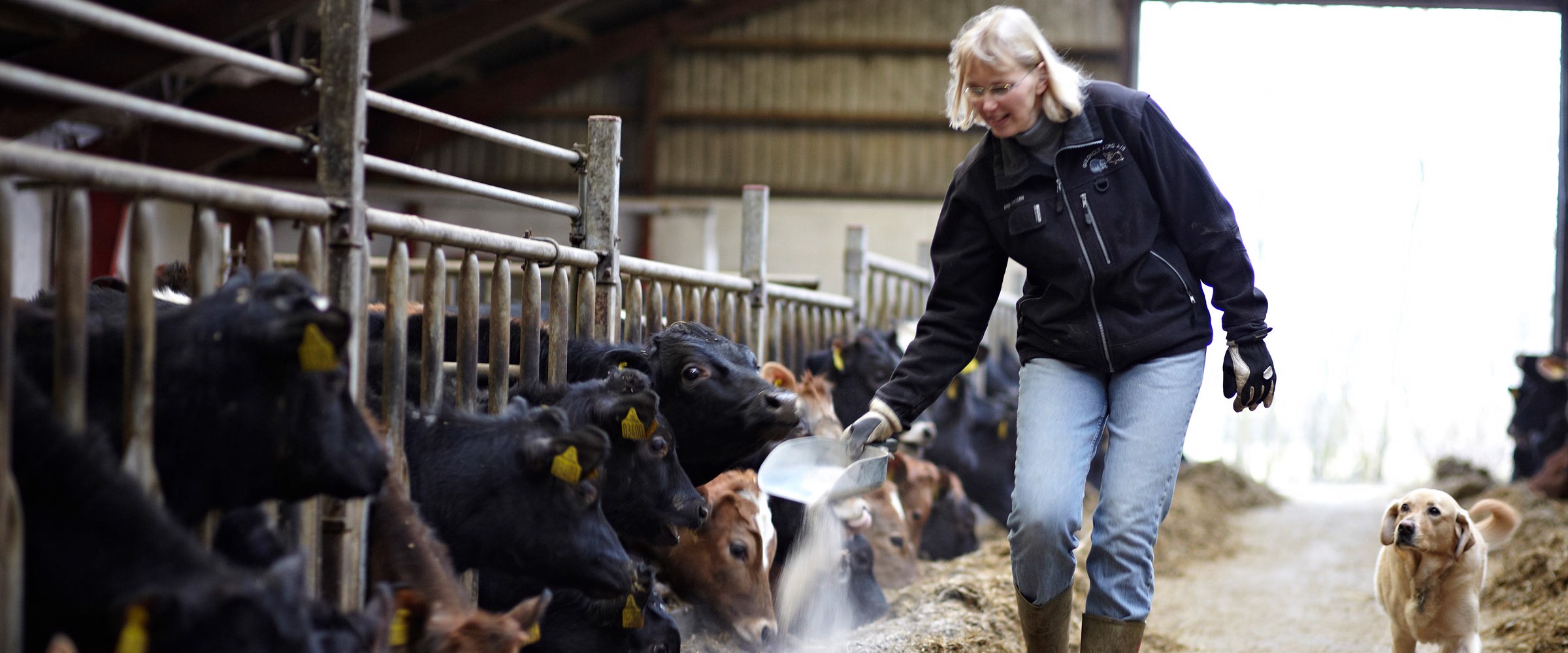 Hvad er dyrevelfærd i mælkeproduktionen?