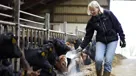 Vi forsker i foder, der mindsker koens udledning af metan