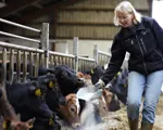 Vi forsker i foder, der mindsker koens udledning af metan