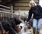 Hvad er dyrevelfærd - i mælkeproduktionen?