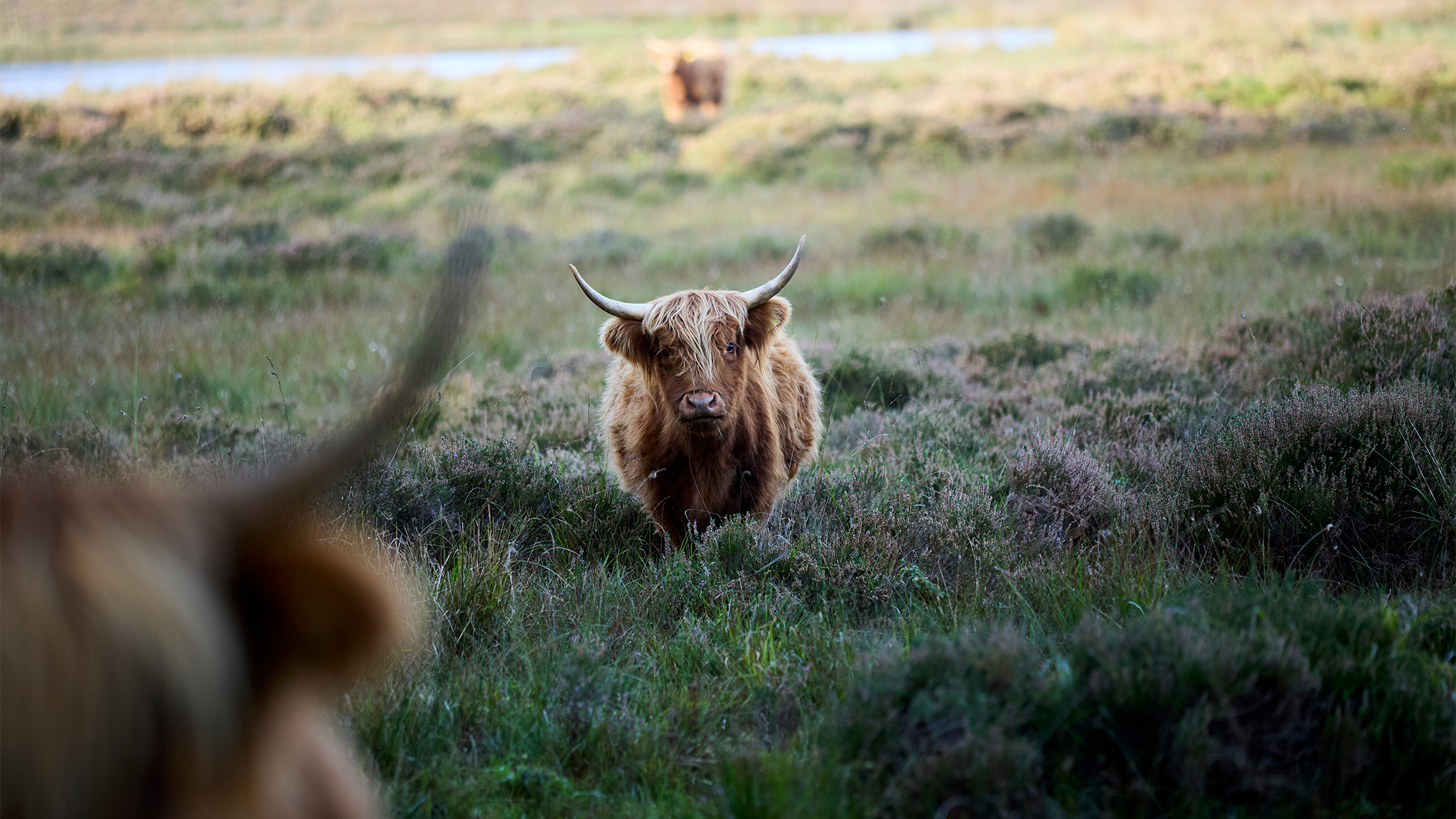 Kan vi få mere natur – uden at få mindre mælk?