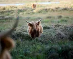 Kan vi få mere natur – uden at få mindre mælk?