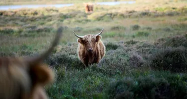 Kan vi få mere natur – uden at få mindre mælk?