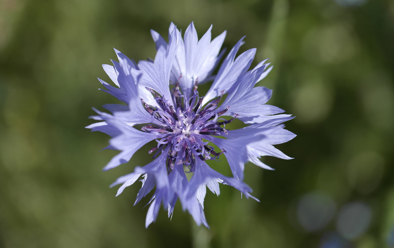 Kornblomst