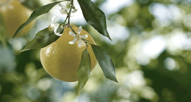 Flor de Azahar: Todo lo que debes saber sobre este símbolo mediterráneo