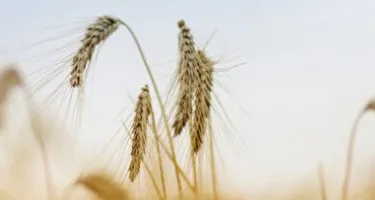 Trigo: la adicción políticamente correcta