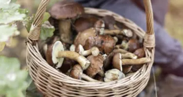 Cómo cocinar setas