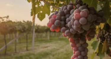 Las uvas: propiedades y consejos
