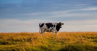 El bienestar animal como parte de nuestra promesa sostenible Arla