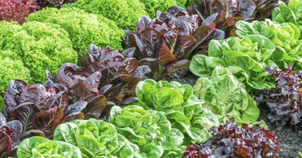 Tipos de lechuga para ensaladas y hamburguesas Arla