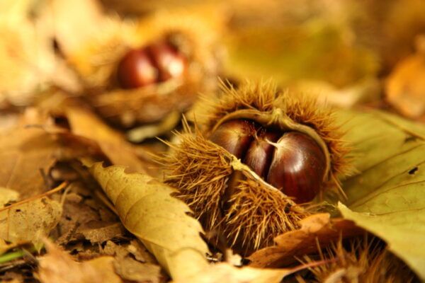 Parque Natural del Montseny, en Cataluña Arla