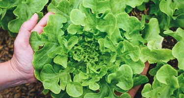 Tipos de lechuga para ensaladas y hamburguesas