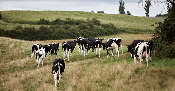 Vacas sanas, vacas felices