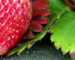 Empieza la temporada de fresas