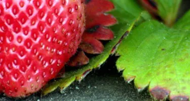 Empieza la temporada de fresas