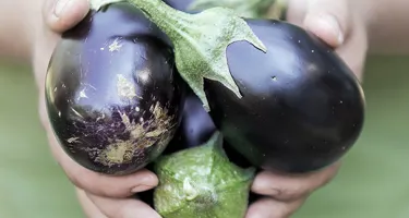 Las propiedades de la berenjena