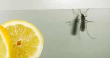Limón, remedio natural contra los mosquitos