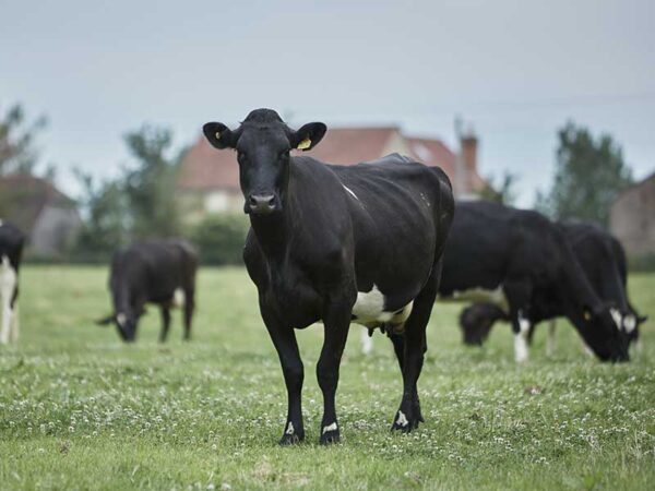 Arlagarden Plus