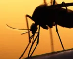 Remedios naturales para las picaduras de mosquitos y otros insectos